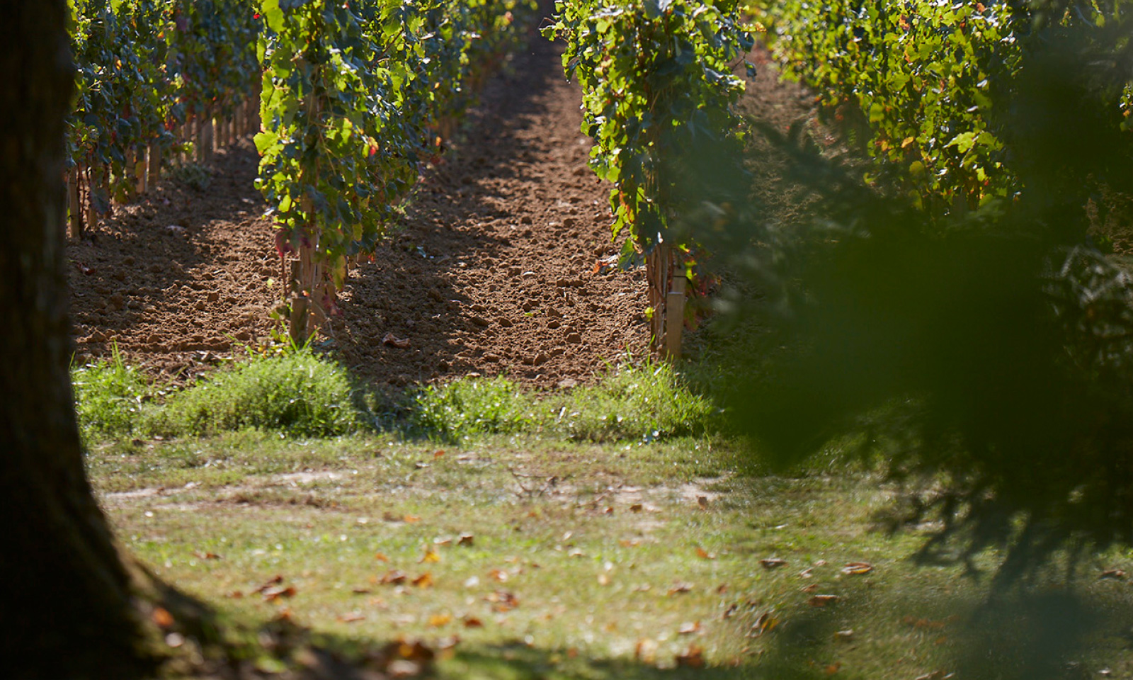 Rangs de vigne au Domaine de Malet Roquefort