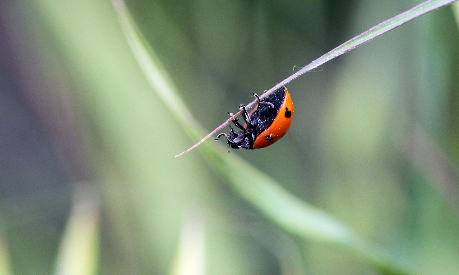 Biodiversité - Coccinelle