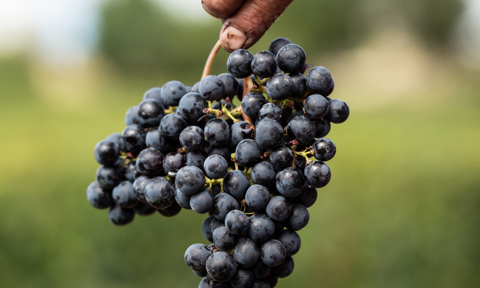 Grappe de raisins au Château Puyblanquet - Saint-Émilion Grand Cru